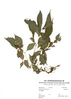 藏品(黃花鳳仙花)的圖片